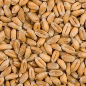 Indian Milling Wheat